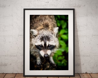 Raccoon Print, Animal Print, Wildlife Print, Woods, Forest, Animal Portrait, Nature, Animal Portrait, Wall Art