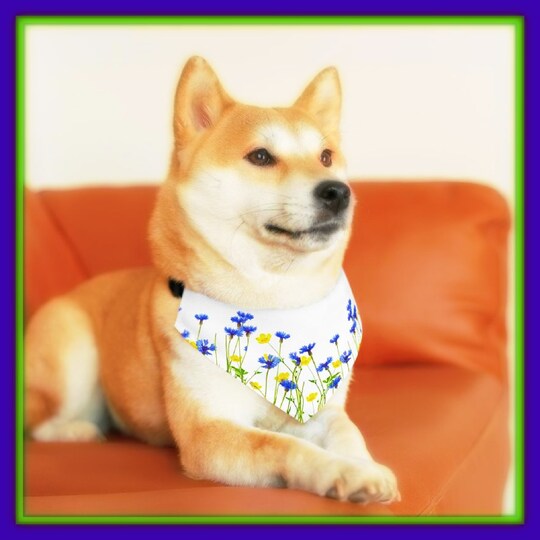 Disover Wildflower Pet Bandana Collar