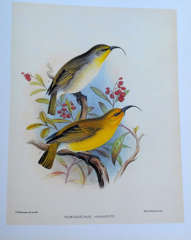 Frederick Frohawk Rare Bookplate of Hawaiian Nukupuu from Birds of Hawaii 13x10 Offset Lithograph
