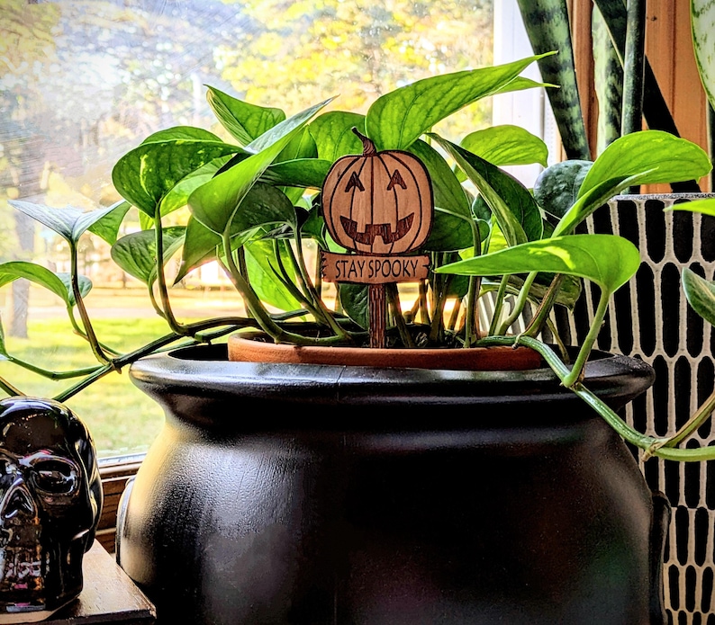 May include: A potted green plant with a wooden sign that says "Stay Spooky" and a carved pumpkin face. The plant is in a black pot with a wide rim.