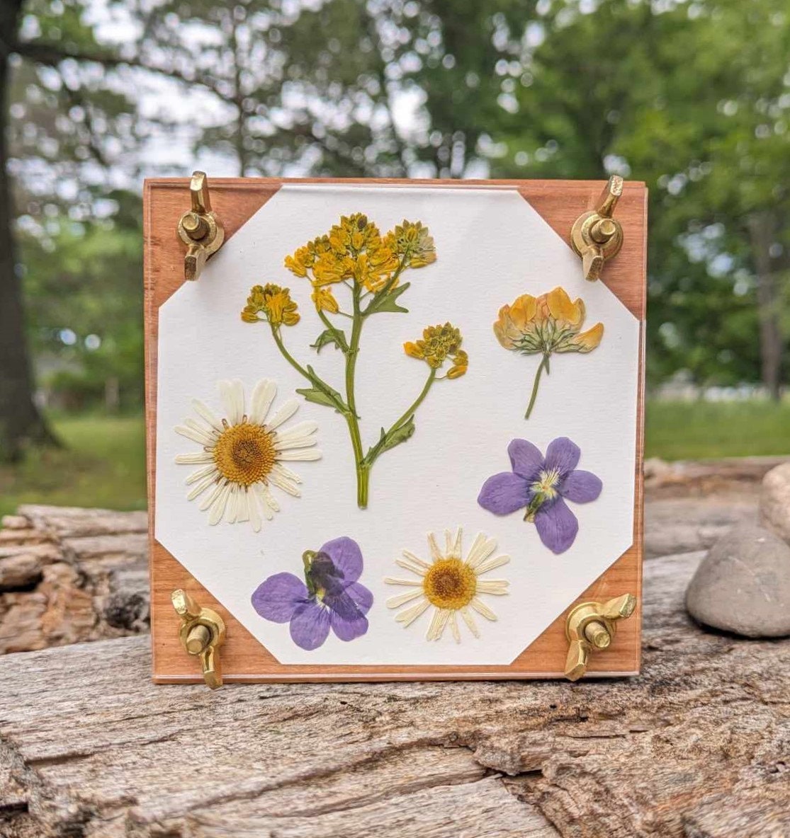 Hardwood Flower Press With Acrylic Display | 4