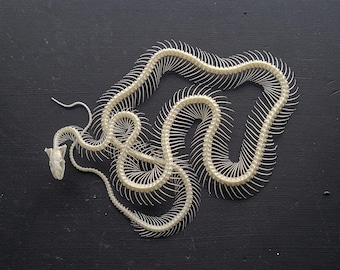 Rat Snake Skeleton