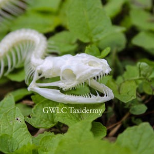 Ball Python Skeleton image 2