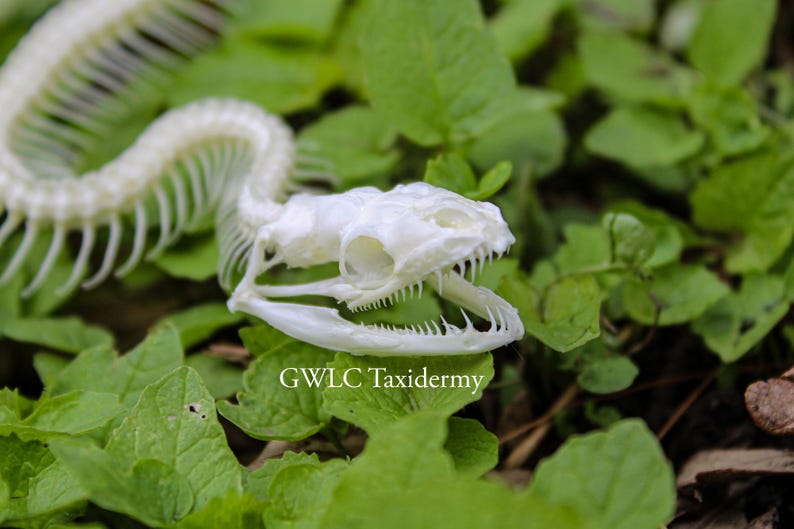 Ball Python Skeleton image 2