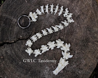 Articulated Groundhog (Woodchuck) Spine Chain