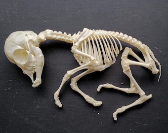 Baby Nigerian Dwarf Goat Skeleton