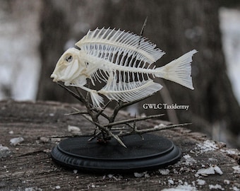 Saltwater Tang Fish Skeleton
