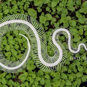 May include: A white snake skeleton featuring a detailed skull and a long, curved vertebral column with numerous ribs. The skeletal structure is arranged in a winding, serpentine shape. The text GWLC Taxidermy is printed in white on the right side.