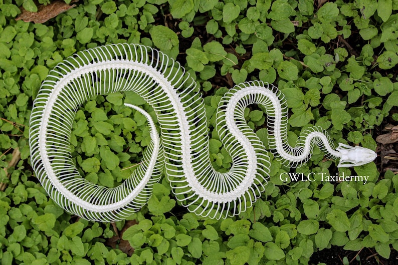 May include: A white snake skeleton featuring a detailed skull and a long, curved vertebral column with numerous ribs. The skeletal structure is arranged in a winding, serpentine shape. The text GWLC Taxidermy is printed in white on the right side.