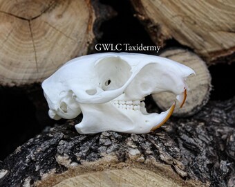 Squirrel Skull