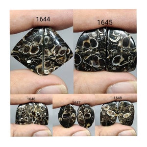 Paire assortie d'agates de turritelle naturelles les plus fines ~ Paire de cabochons assortis d'agate de turritelle ~ Mélange de pierres précieuses en vrac à dos plat
