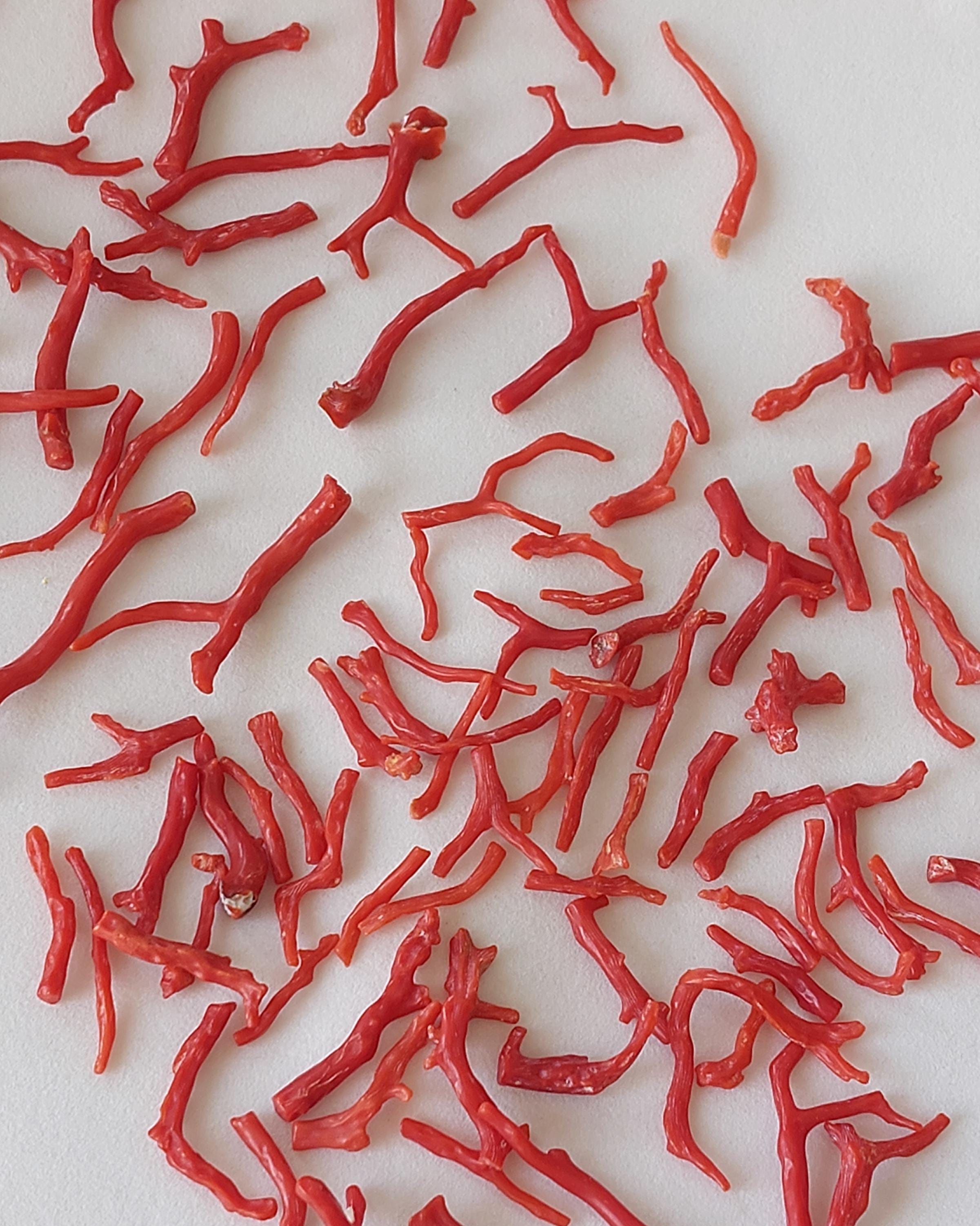 希少！天然石 レッドコーラル 連材 10 Red Coral Sticks: Natural Raw Coral Reef Branches (15-40mm