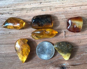 May include: Six pieces of amber, ranging in color from dark brown to light yellow, with some pieces containing inclusions. The amber pieces are arranged on a wooden surface.