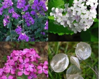 30 x Honesty frön - Ekologiskt odlade Lunaria lila och vita