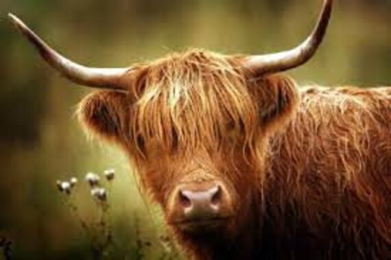 HIGHLAND COW 2 cross stitch kit | Etsy