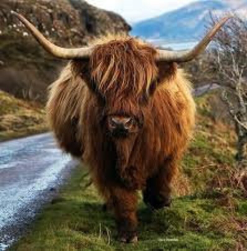 HIGHLAND COW cross stitch kit | Etsy