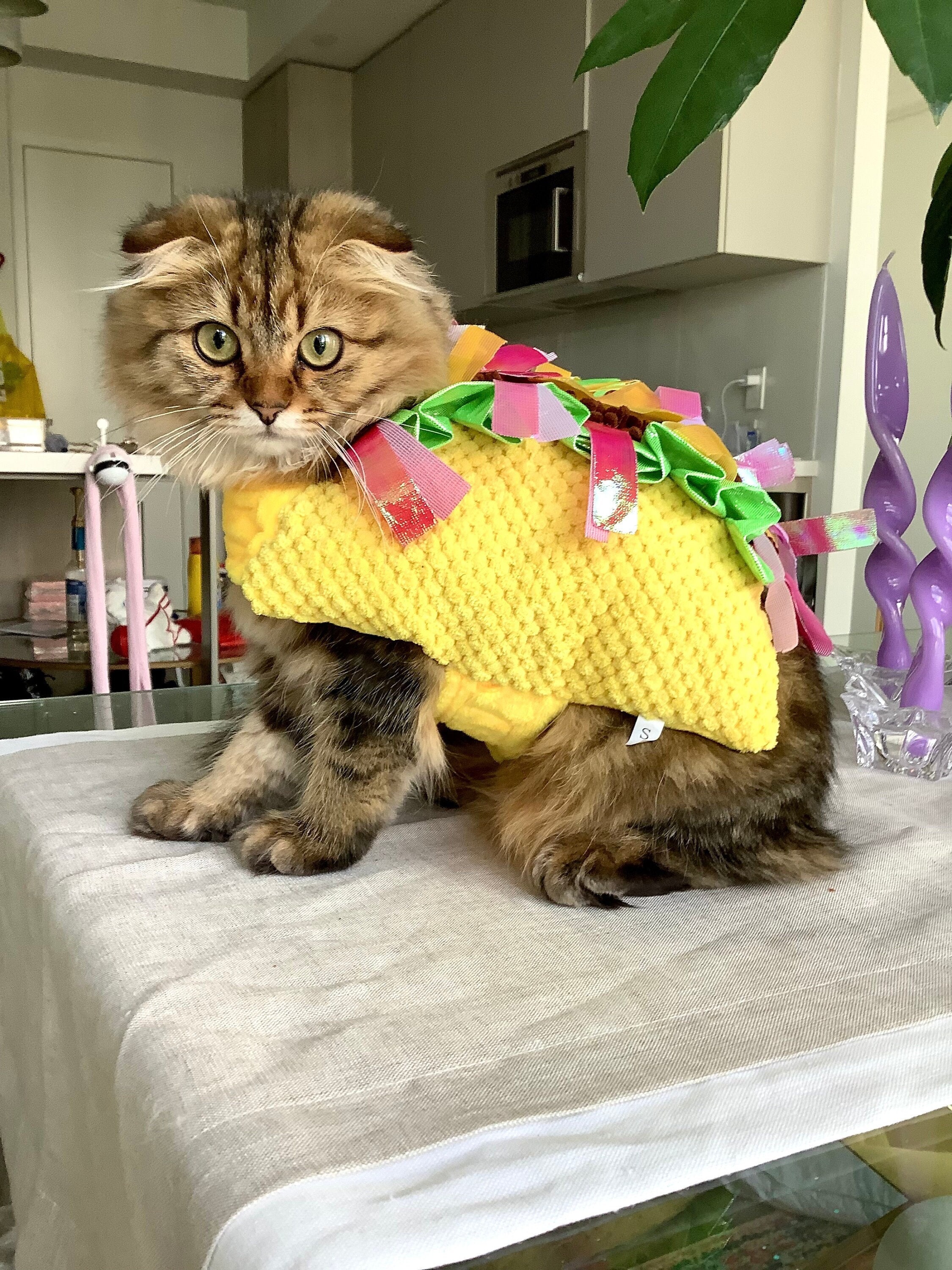 Cat in cheap a taco costume