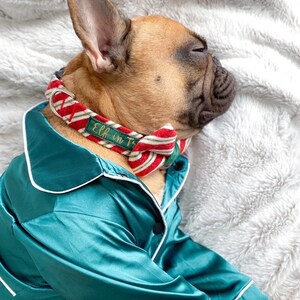 K&ouml;nnte beinhalten: Eine falbfarbene Franz&ouml;sische Bulldogge tr&auml;gt ein dunkelgr&uuml;nes Satin-Pyjama-Oberteil mit wei&szlig;er Paspelierung und ein rot-wei&szlig;-gr&uuml;n gestreiftes Halsband mit passender Fliege und einem gr&uuml;nen Etikett mit der Stickerei Elf in Training.