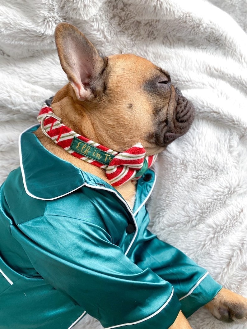 K&ouml;nnte beinhalten: Eine falbfarbene Franz&ouml;sische Bulldogge tr&auml;gt ein dunkelgr&uuml;nes Satin-Pyjama-Oberteil mit wei&szlig;er Paspelierung und ein rot-wei&szlig;-gr&uuml;n gestreiftes Halsband mit passender Fliege und einem gr&uuml;nen Etikett mit der Stickerei Elf in Training.