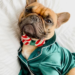 May include: A French bulldog wearing a green satin pajama top with white piping and a red and white striped bow tie. The dog is lying on a white bed.