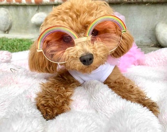 Matching Oversized Pride Sunglasses for Dogs and Owners