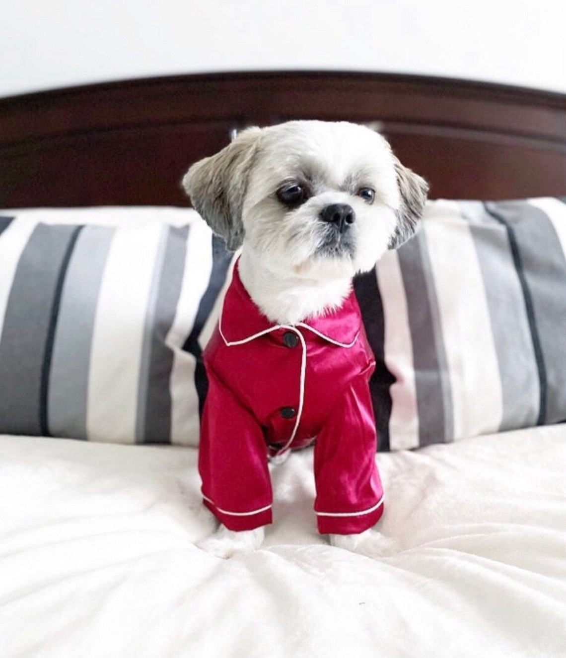 A small white dog wearing ruby red satin pet pajamas.