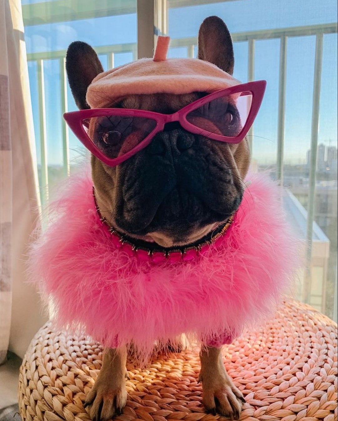 Pug safety cheap glasses