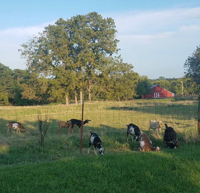 Goats Milk Lotion Vitamin E Body Lotion Goats Milk Body Etsy