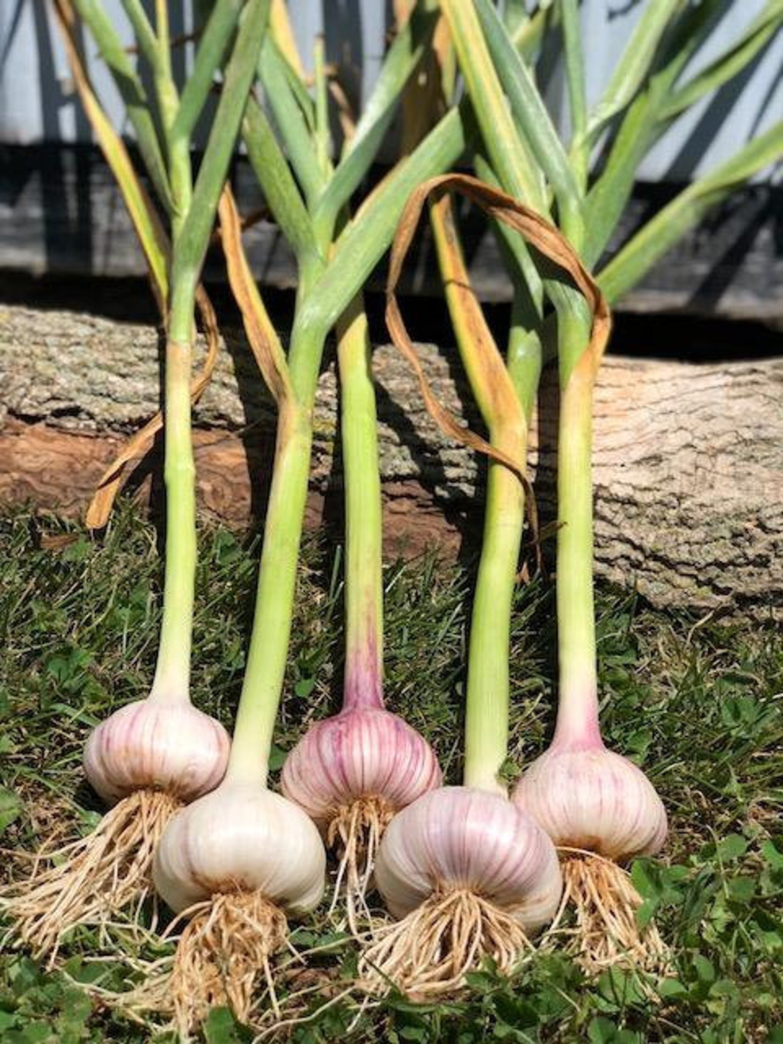 German Red Gourmet Garlic Bulbs Organically Naturally Grown & Etsy