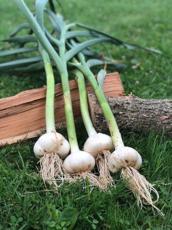 Music Gourmet Garlic Bulbs Organically Naturally Grown & Plant Etsy
