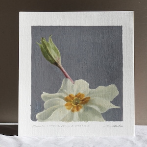 Primrose Flower and Seedhead, Original Oil Painting, Contemporary Botanical Floral Wall Art, Primula Vulgaris, Spring Wildflowers Home Decor