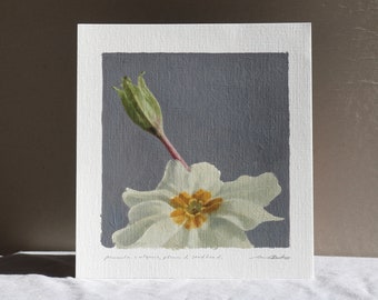 Primrose Flower and Seedhead, Original Oil Painting, Contemporary Botanical Floral Wall Art, Primula Vulgaris, Spring Wildflowers Home Decor
