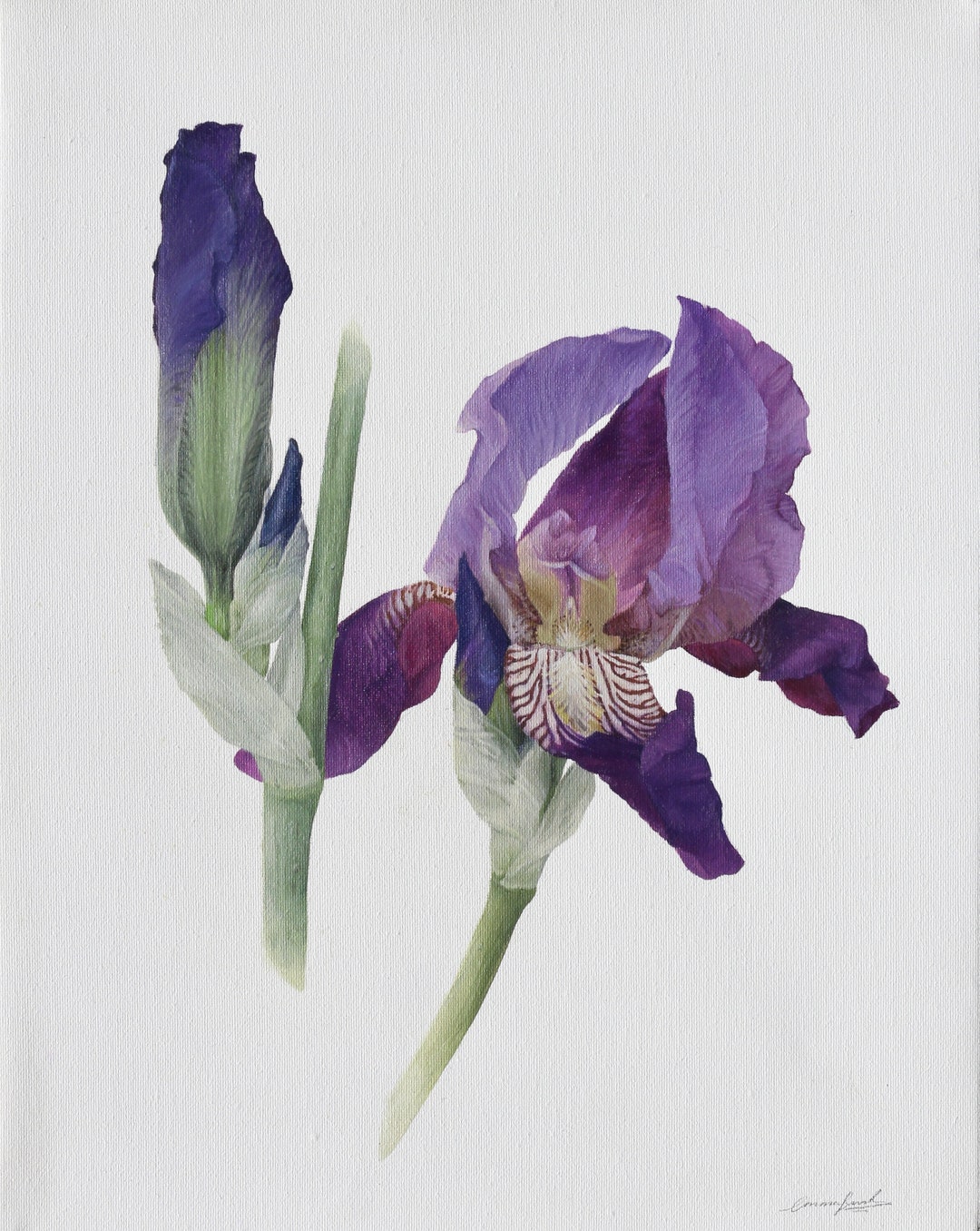 Iris Imperator Oil Painting on Canvas, Original Botanical Flowers ...