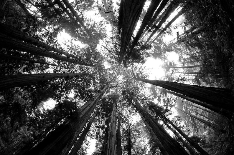 Redwoods Black and White Photography Muir Woods Trees Nature | Etsy