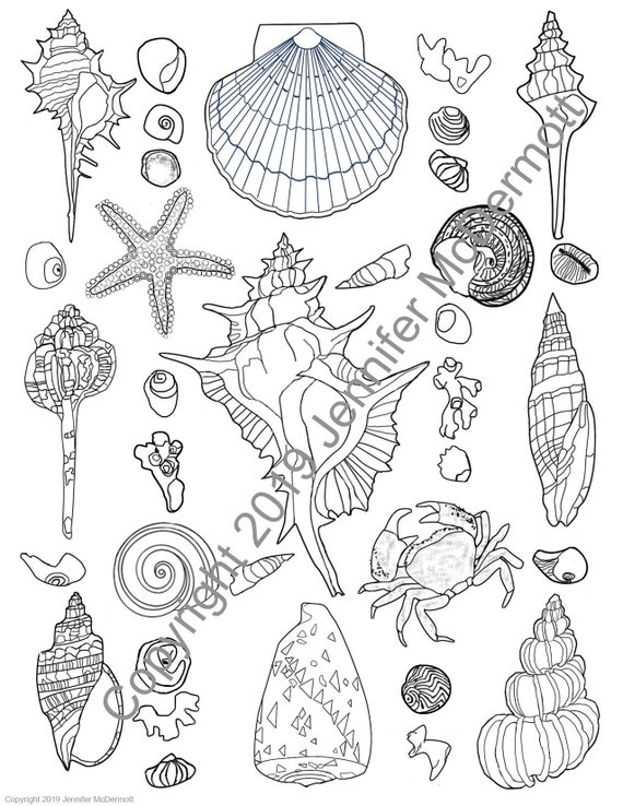 Seashell Collection Coloring Page Beautiful Shells Bits Of Etsy