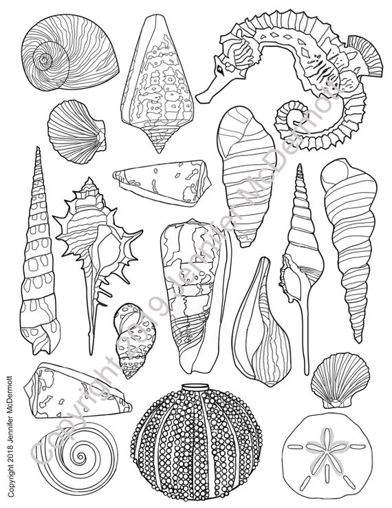 Seashell coloring page Sharps and rounds: some shells have