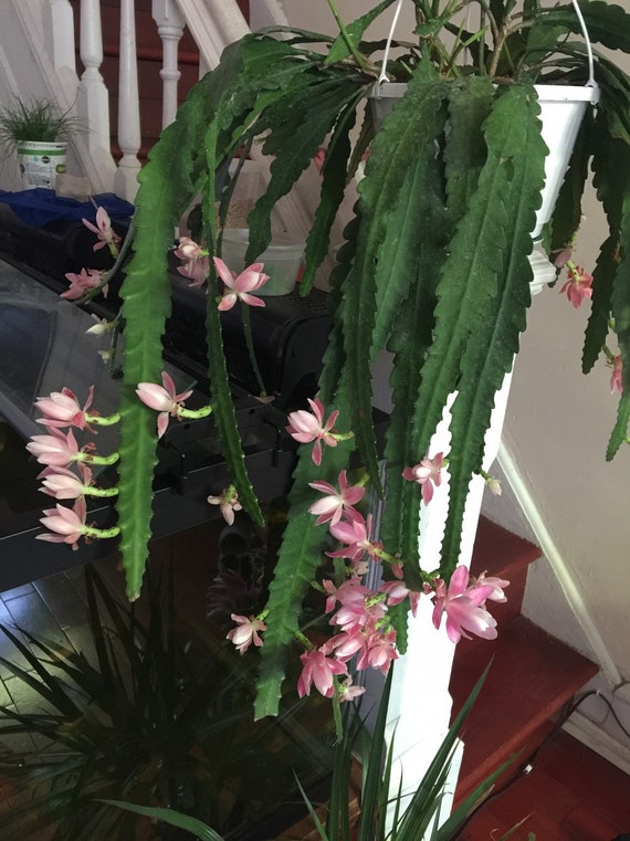 Allemand Impératrice Epiphyllum Rose Fleurs Orchidée Cactus Coupe