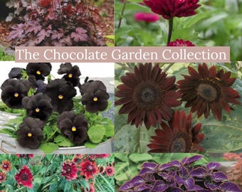 Gothic Garden Seed Collection in Gift Box, Sampler, 17 Individual Packs -  Etsy