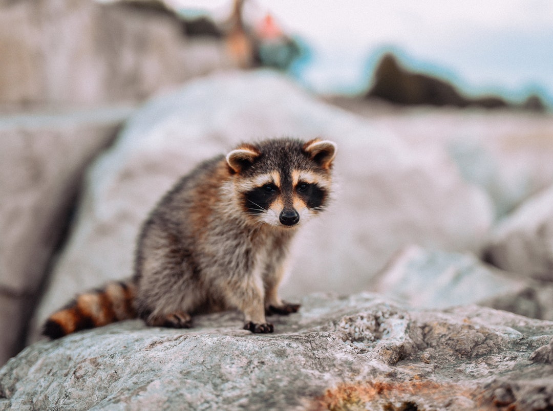 baby raccoon