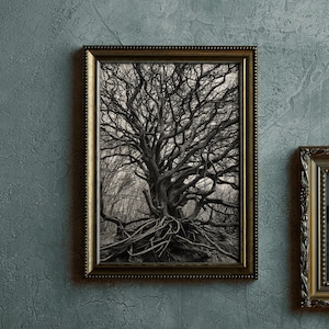 Baum Des Lebens Fotografie auf Recyclingpapier, Yggdrasil Poster, Natur Wandbild Kunst, mystischer Baum im Wald, achtsame Baumfotografie