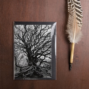 Biglietto piegato "Yggdrasil", auguri, compleanno, dolore, anniversario, ringraziamento, fotografia naturalistica poetica e consapevole
