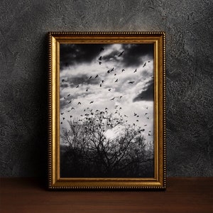 Stampa artistica della natura, uccelli al tramonto, fotografia di alberi su carta baritata, arte murale spirituale e consapevole, stampa di paesaggi, decorazione con cielo nuvoloso