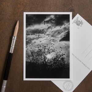 Carte postale, oiseaux au coucher du soleil, jeu de cartes de voeux, anniversaire et deuil, lever de soleil poétique, carte d'arbre, ciel nuageux, art mystique de la forêt, arbre enchanté
