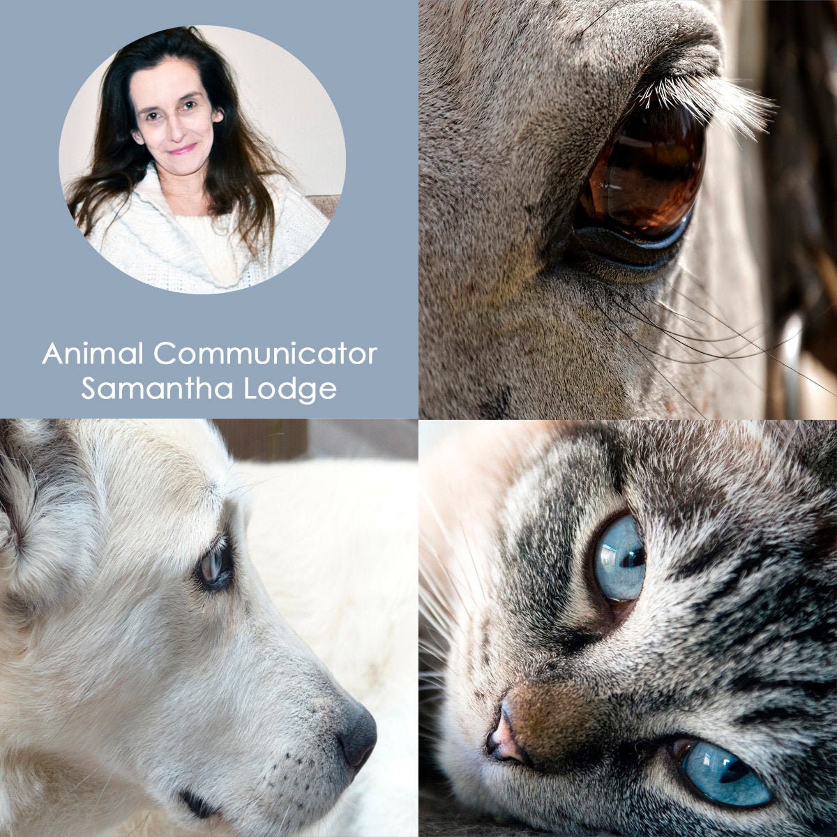 Animal Communication Session Animal Communicator Samantha Etsy