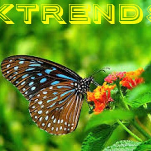 Etsy profile picture for @xtrends