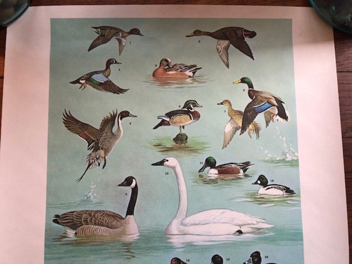 1965 PA Game Commission Waterfowl School Poster Etsy