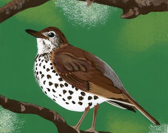 Signierter Druck des Original Acrylbildes auf Leinwand, Wood Thrush, von Marjorie Taylor
