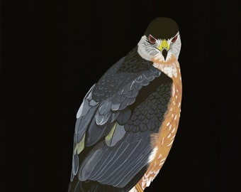 Signierter Druck des Original-Gemäldes, Cooper&#39;s Hawk, von Marjorie Taylor