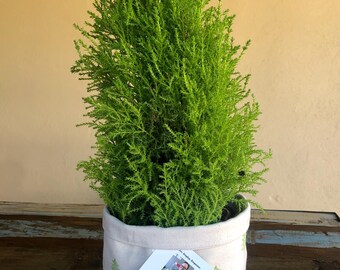 Christmas Tree Plant Bag