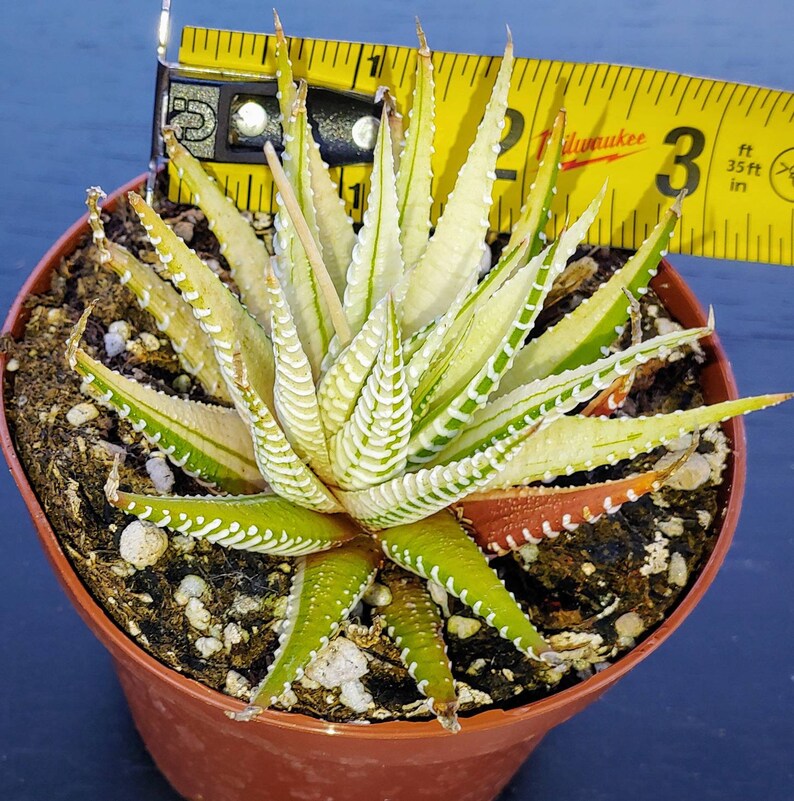 zebra aloe zebra aloe